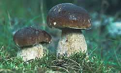 Ceps - one of Scotland's most popular edible fungi