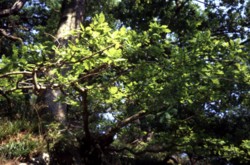 Photo - close-up of tree canopy